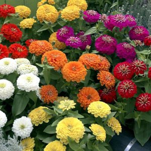 Zinnia Preciosa Mix