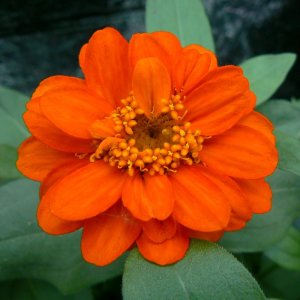 Zinnia Profusion Double Fire