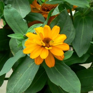 Zinnia Profusion Double Golden