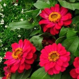 Zinnia Profusion Double Hot Cherry