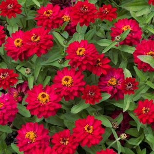 Zinnia Profusion Double Red