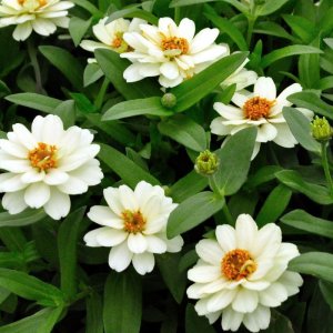 Zinnia Profusion Double White