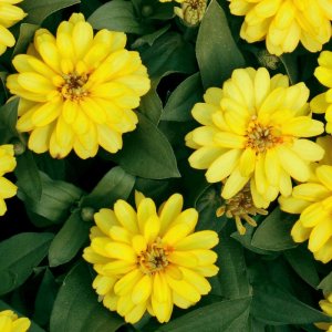 Zinnia Profusion Double Yellow