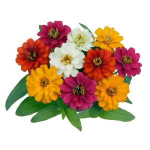 Zinnia Profusion Double Mix