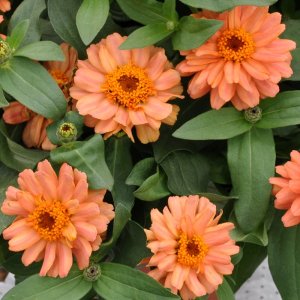 Zinnia Profusion Double Deep Salmon