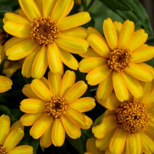 Zinnia Profusion Yellow