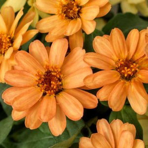 Zinnia Profusion Apricot