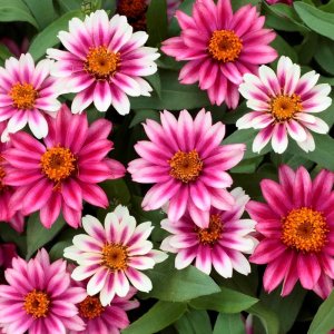 Zinnia Profusion Cherry Bicolour