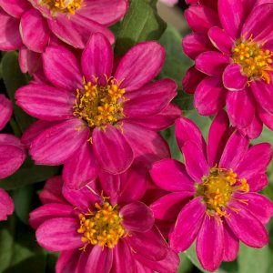 Zinnia Profusion Cherry