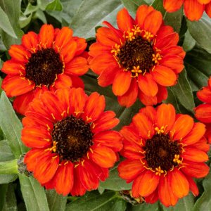 Zinnia Profusion Fire