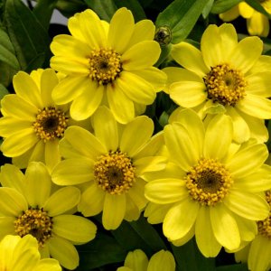 Zinnia Profusion Lemon