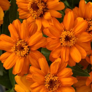 Zinnia Profusion Orange