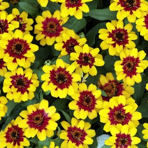 Zinnia Profusion Red Yellow Bicolour