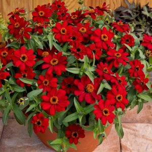 Zinnia Profusion Red