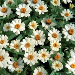 Zinnia Profusion White