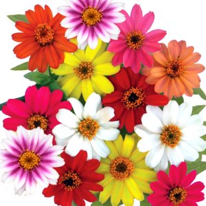 Zinnia Profusion Mix