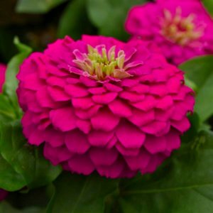 Zinnia Zesty Fuchsia