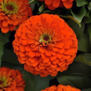 Zinnia Zesty Orange