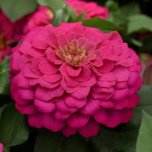 Zinnia Zesty Pink