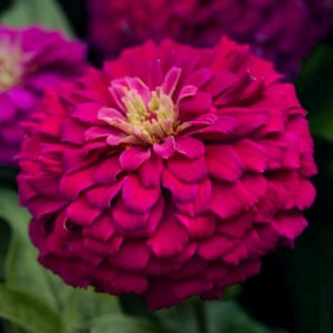 Zinnia Zesty Purple