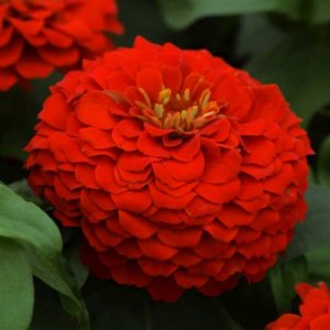 Zinnia Zesty Scarlet