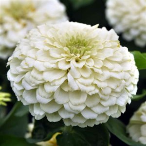 Zinnia Zesty White