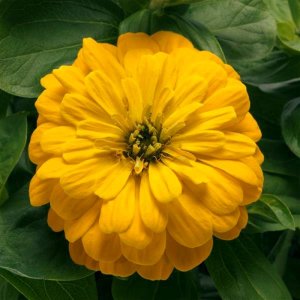 Zinnia Zesty Yellow