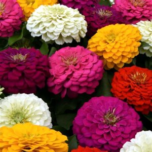 Zinnia Zesty Mix