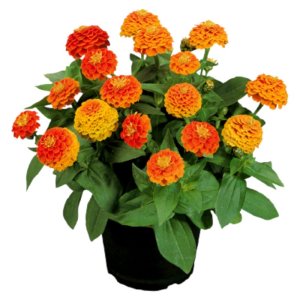 Zinnia Zinnita Orange