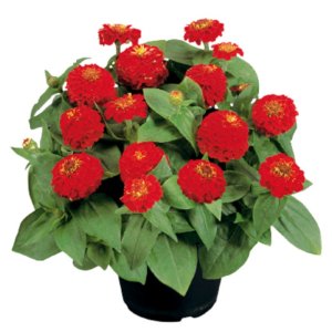 Zinnia Zinnita Scarlet