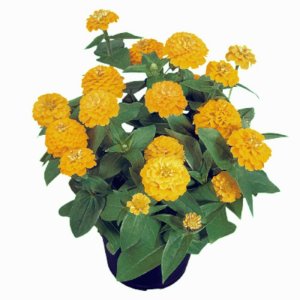 Zinnia Zinnita Yellow