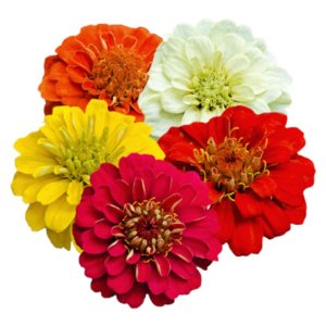 Zinnia Zinnita Mix