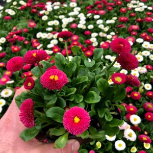 Bellis Speedstar Plus Red