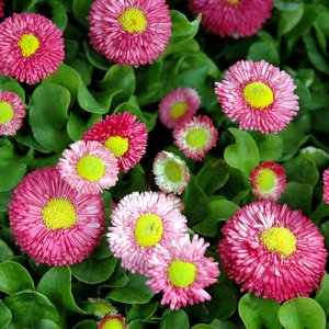 Bellis Speedstar Plus Rose