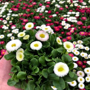 Bellis Speedstar Plus White