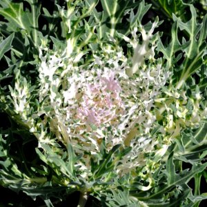 Brassica Peacock White