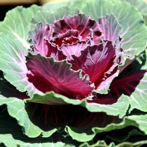 Brassica Pigeon Red