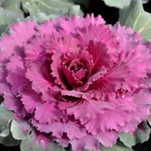 Brassica Pigeon Purple