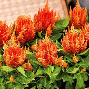 Celosia Arrabona Orange