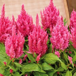 Celosia Arrabona Pink