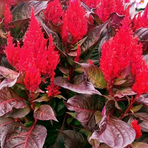 Celosia Arrabona Red Bronze Leaf