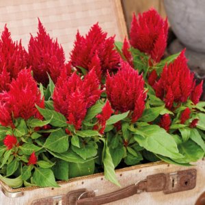 Celosia Arrabona Red