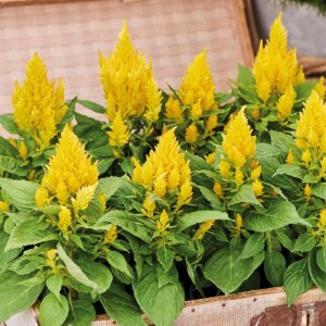 Celosia Arrabona Yellow