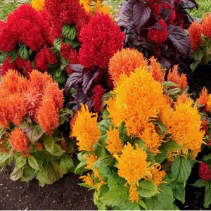 Celosia Arrabona Mix Full