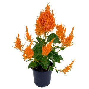 Celosia Flamma Orange