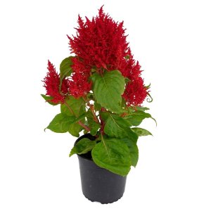 Celosia Flamma Red