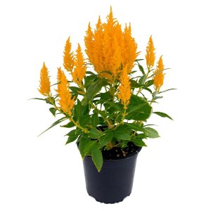 Celosia Flamma Golden