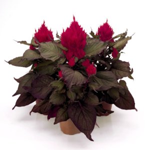 Celosia Smart Look Red