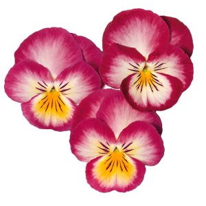 Viola Ultima Radiance Pink